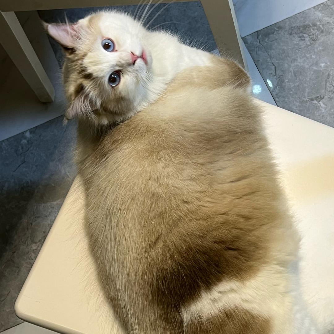 瘦虎