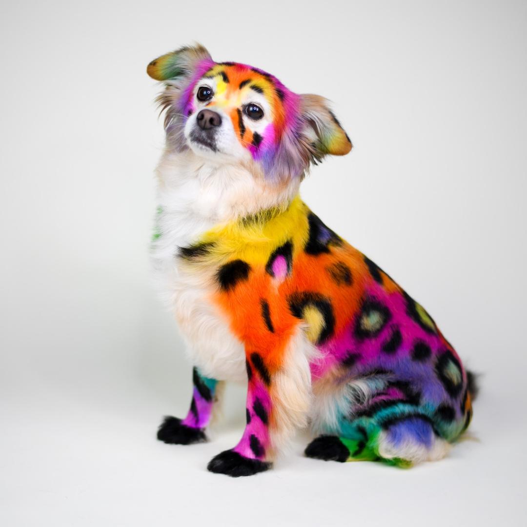 萌爱宠精致宠物店