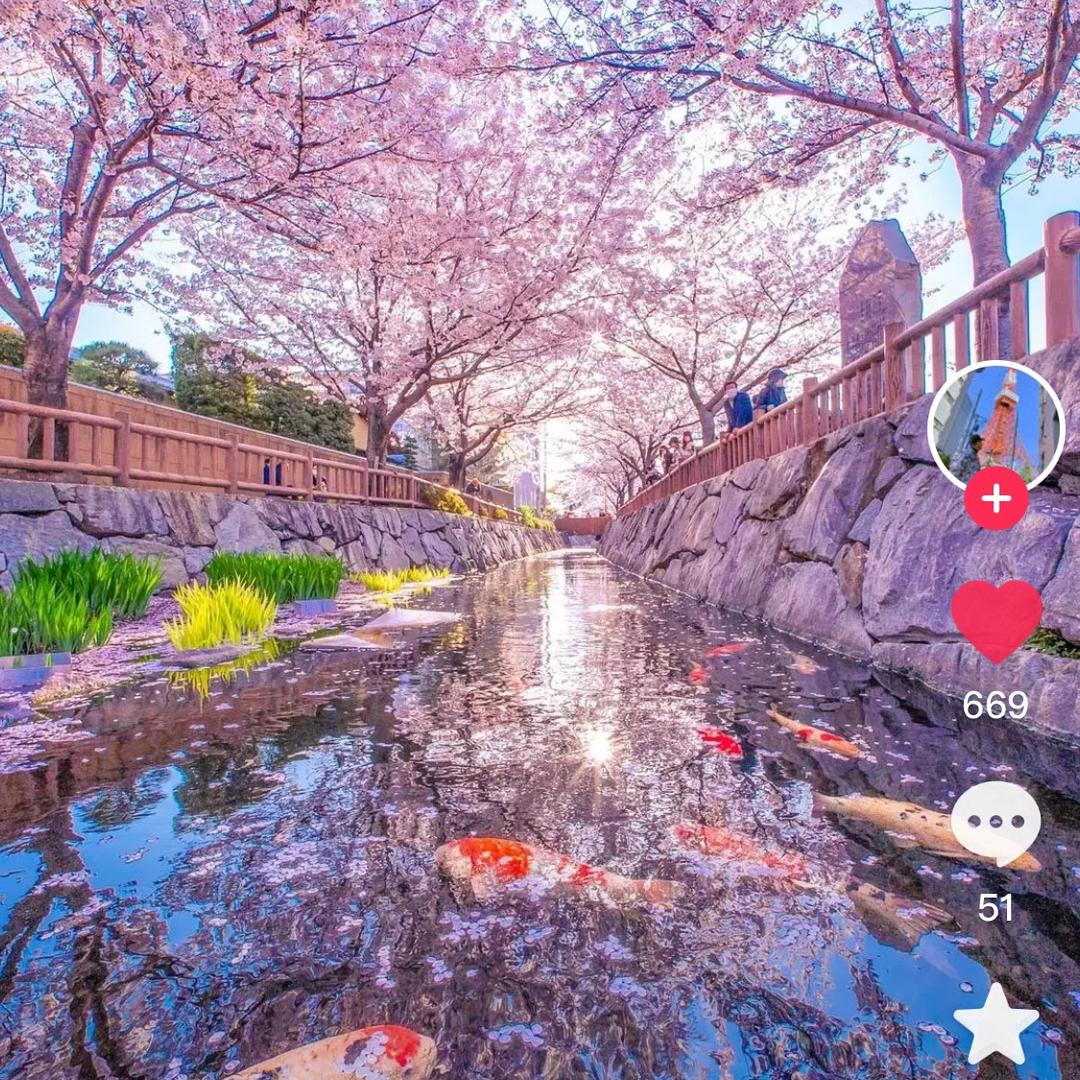 春日山杏🌸
