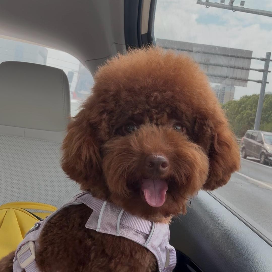 小Teddy哦