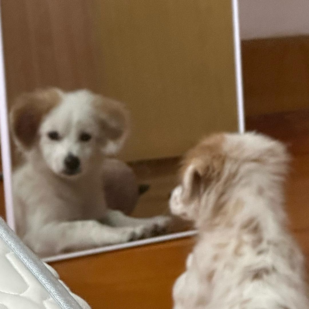 幸运的六饼