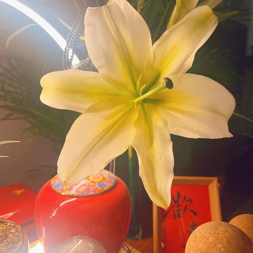 🌺一点点🌺