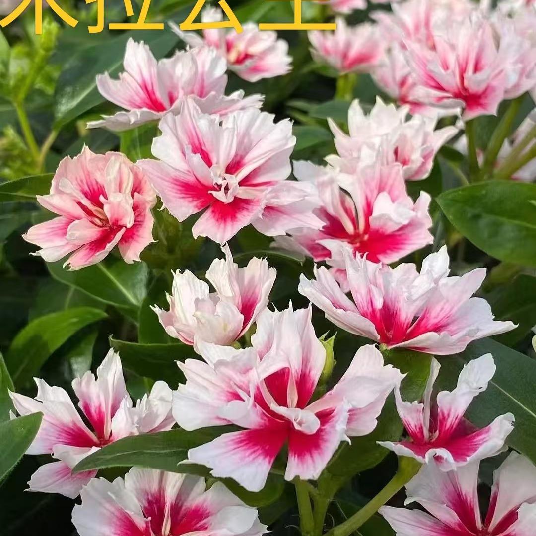 ┢┦aΡｐy ^_^ ☺