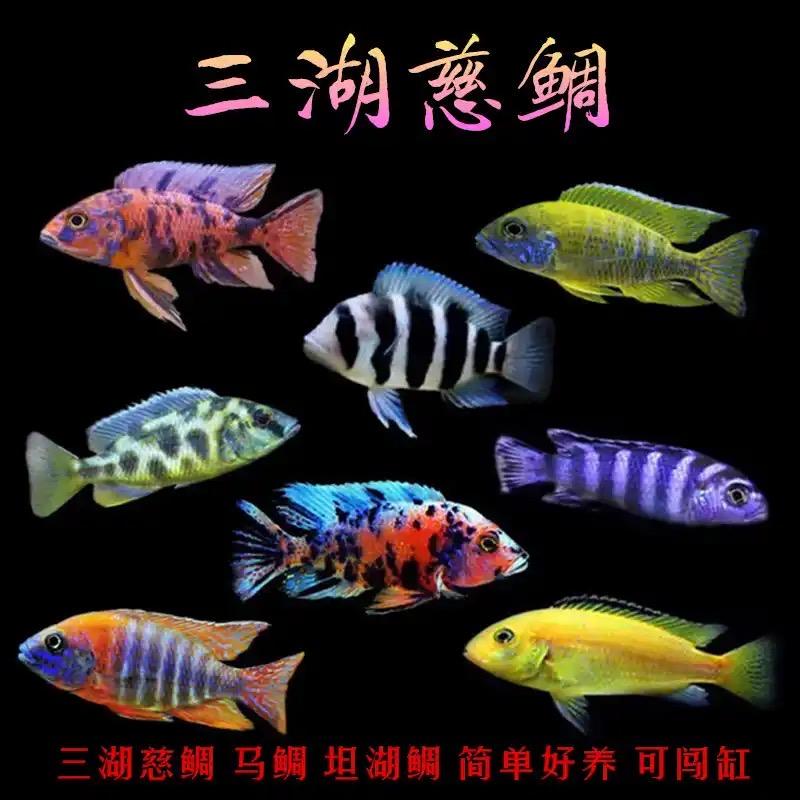 幸运鱼之乐渔