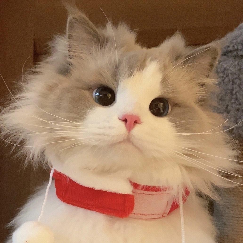苏执小念°