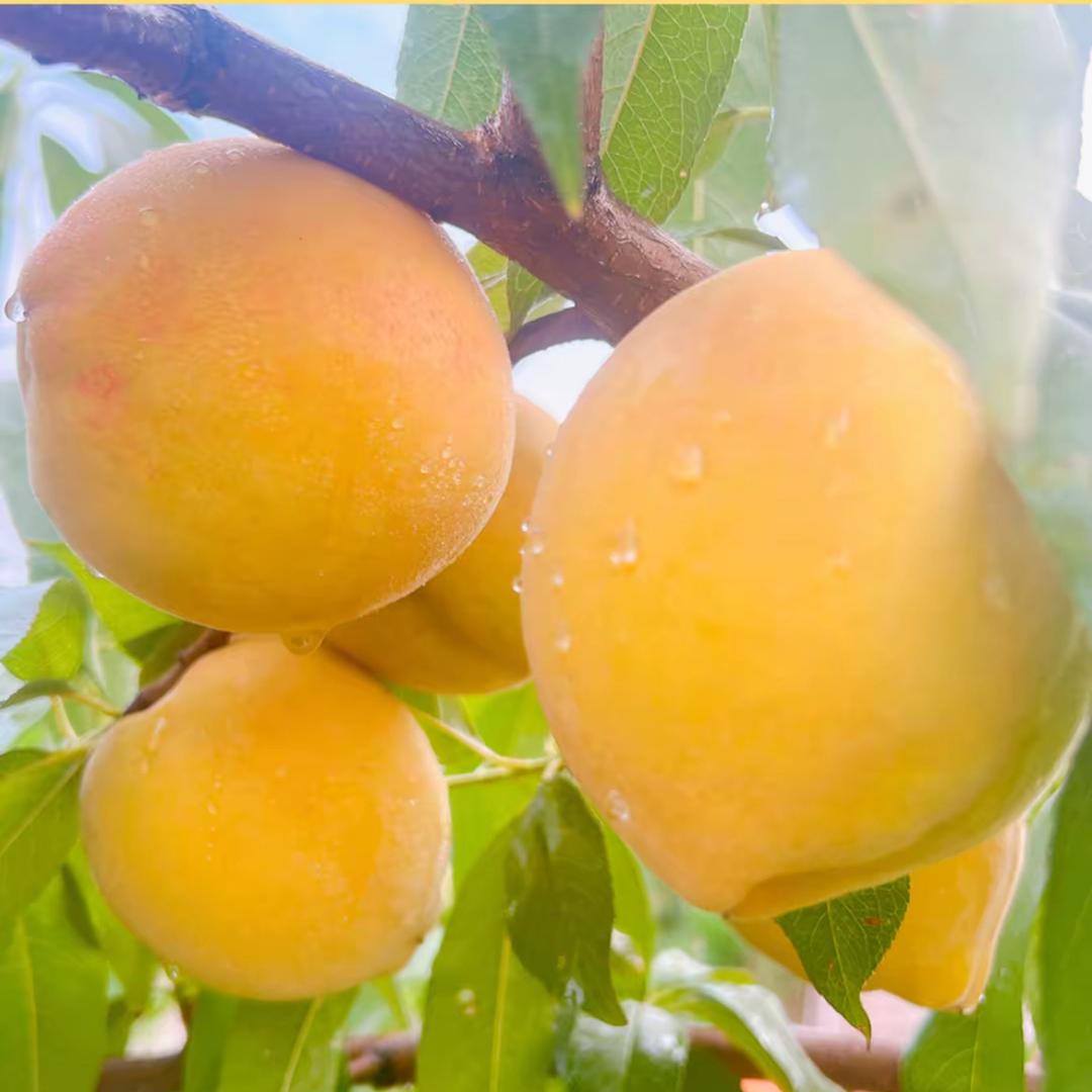 正宗嘉善锦绣黄桃