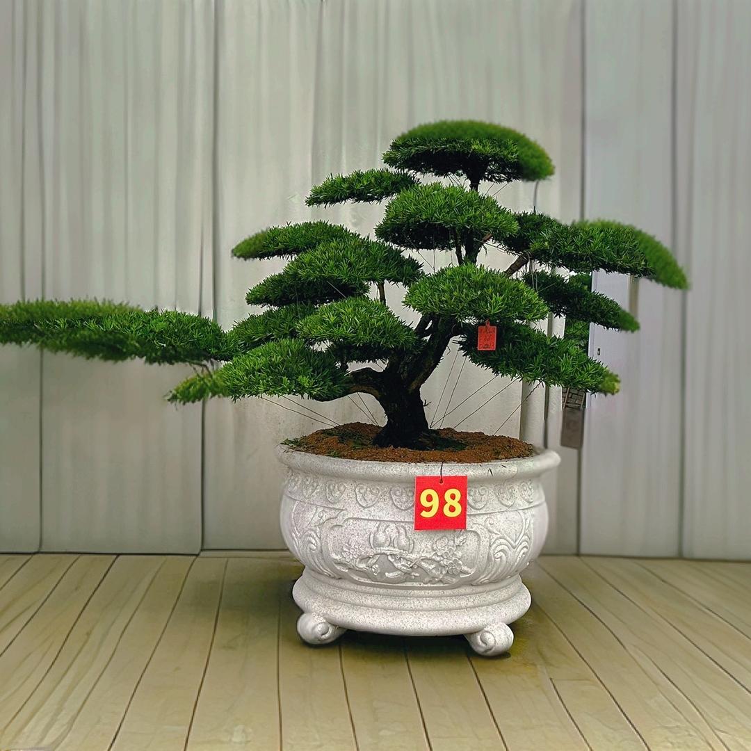 老九罗汉松