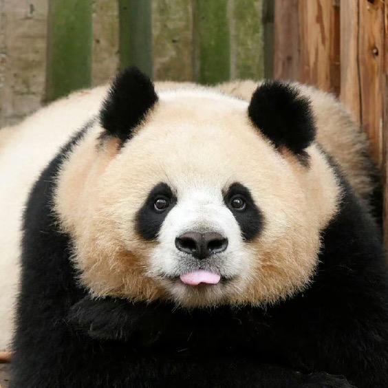 努力生活的王小姐
