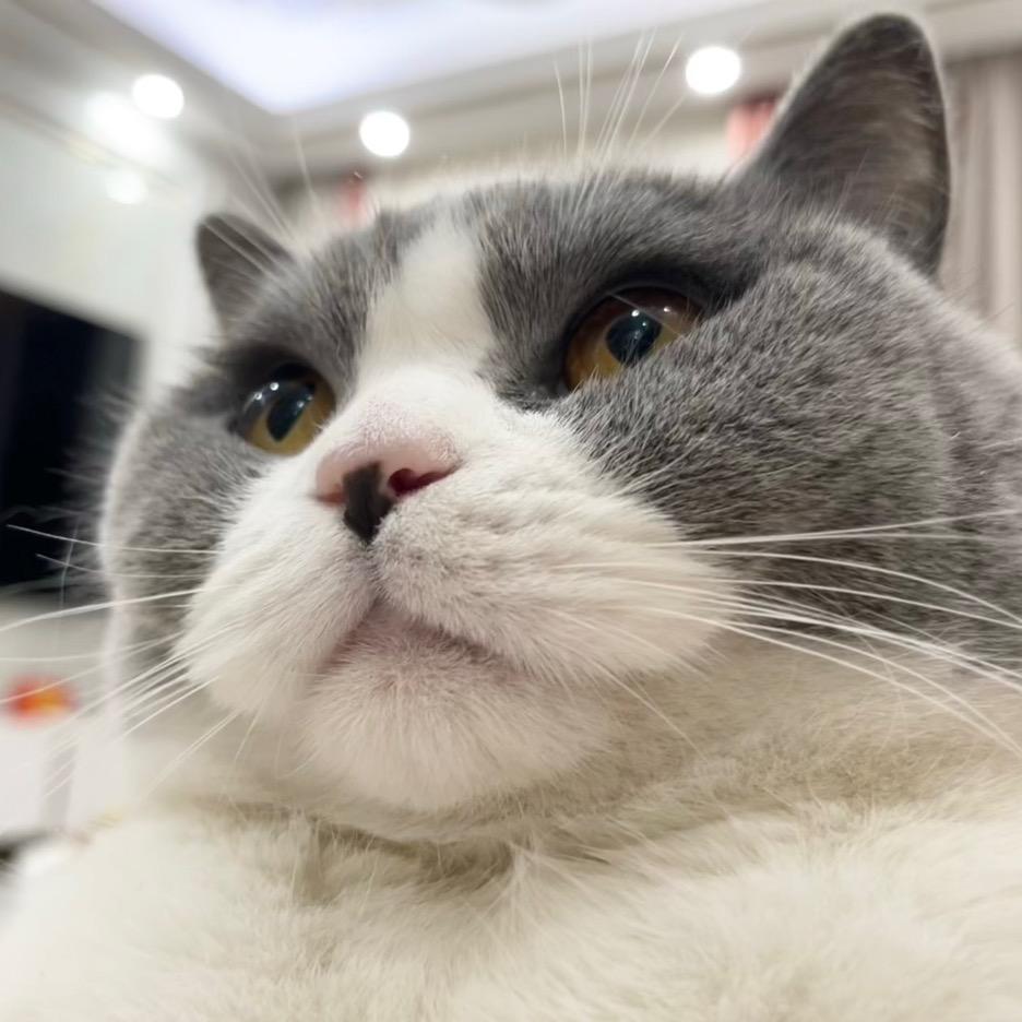 茜茜猫猫虫