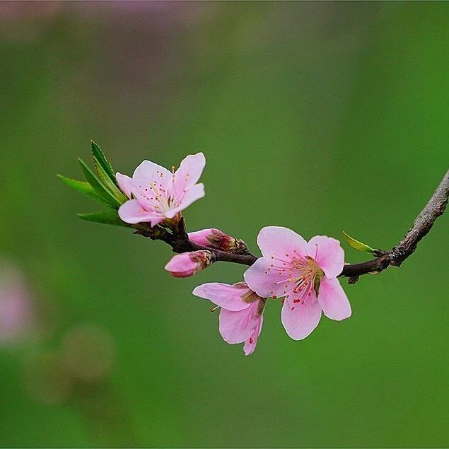 桃花剑神