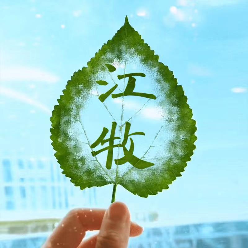 江牧影视！