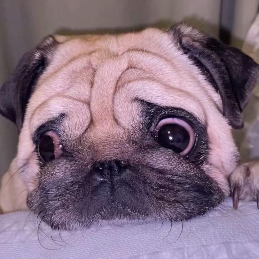 十五是只小巴猪🐷