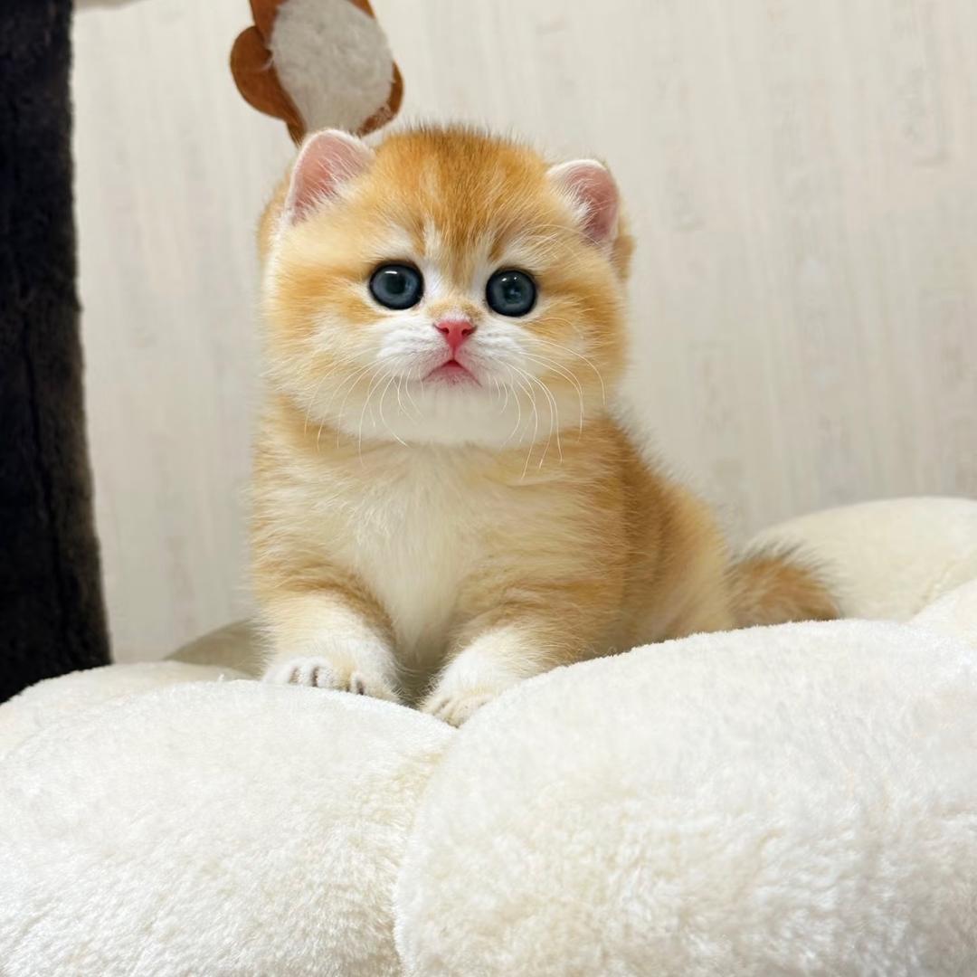 宠物猫活体供应链-老四