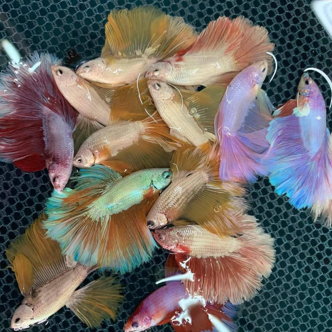 广州泰国斗鱼−Rong