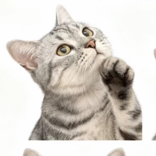 一只美短的朋友圈