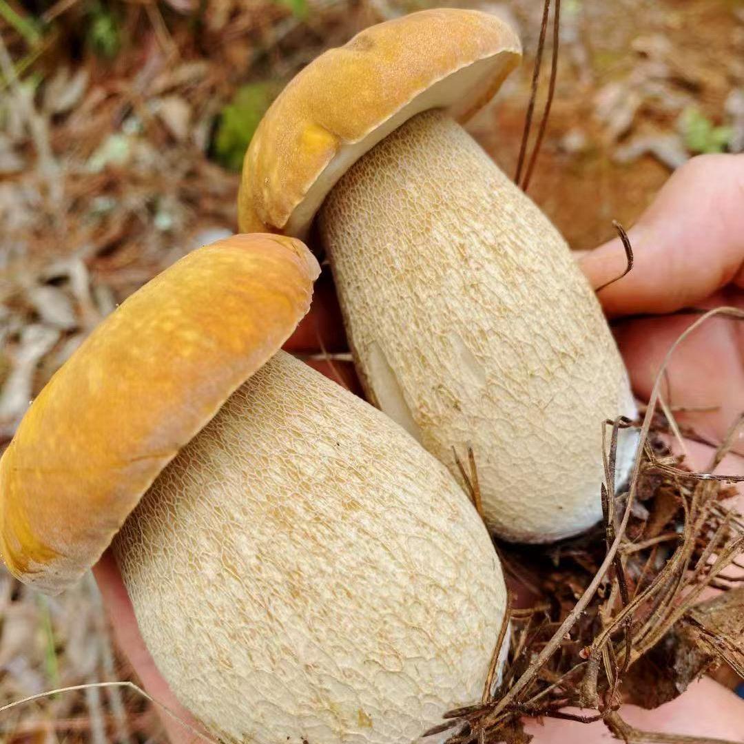 云南带捡野生菌七七