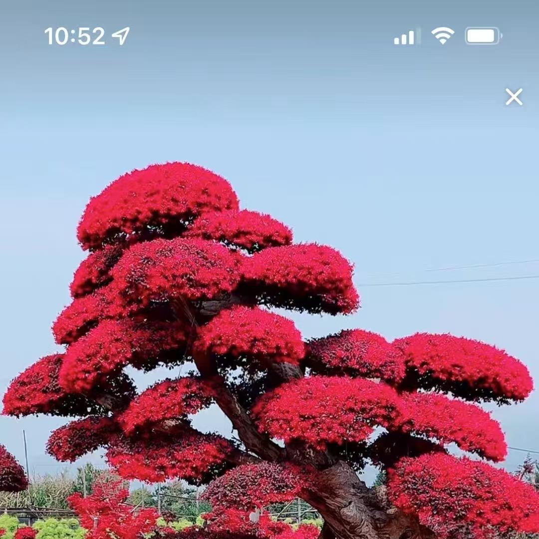 万家盆景