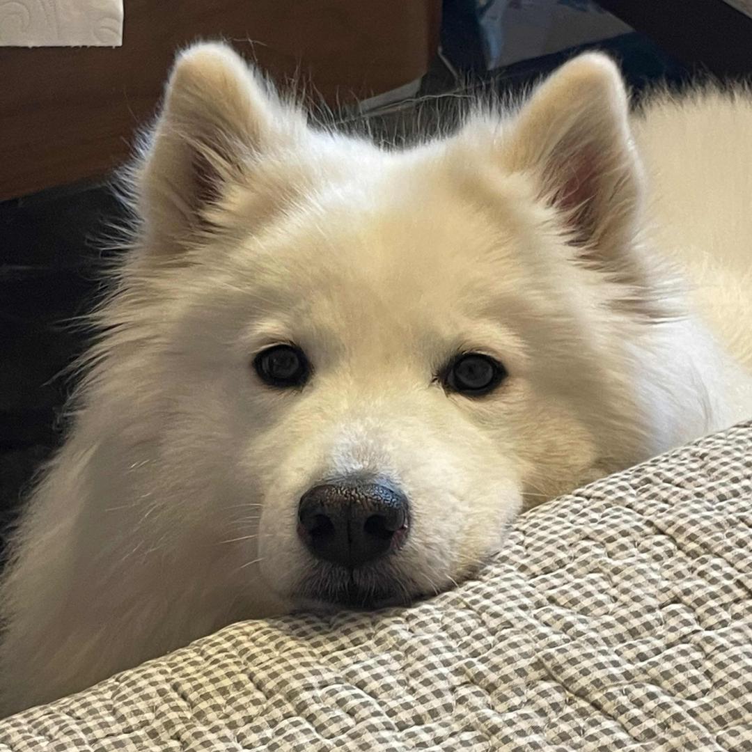 狗狗叫果冻