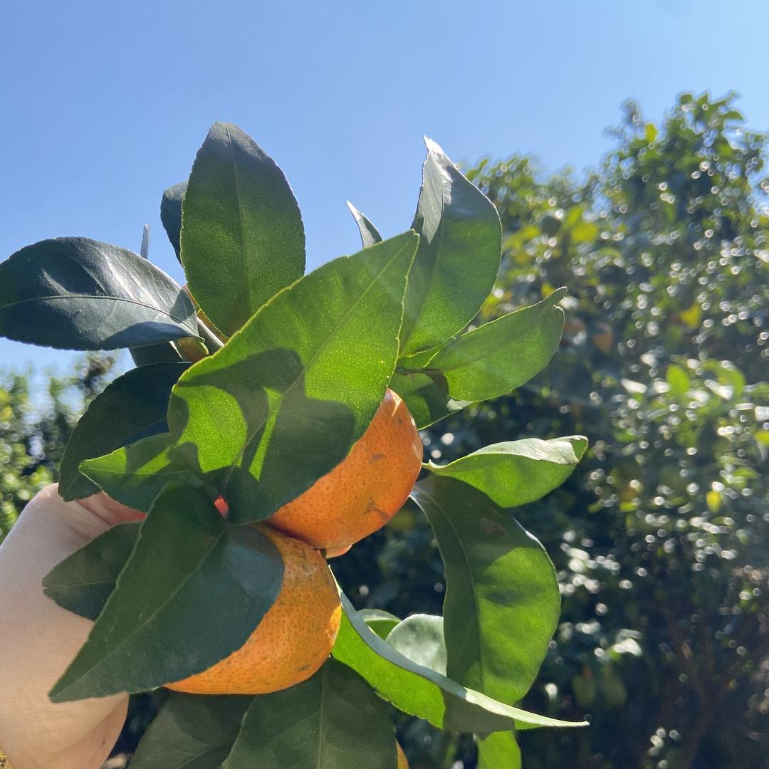 蘑小菇鲜果