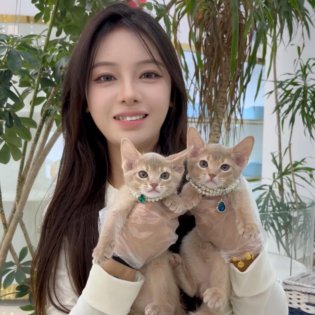 上海七七家猫舍