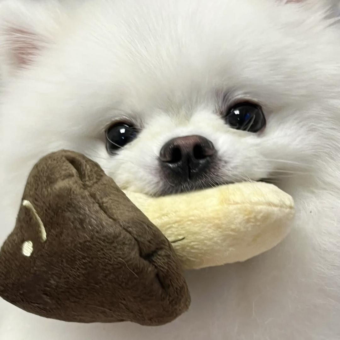 香菇终结者