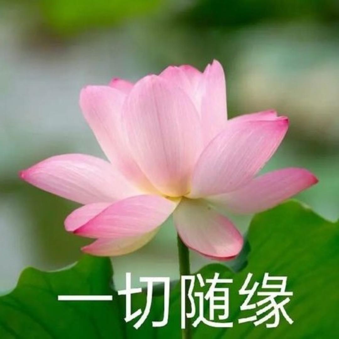 别骗我蝌蚪