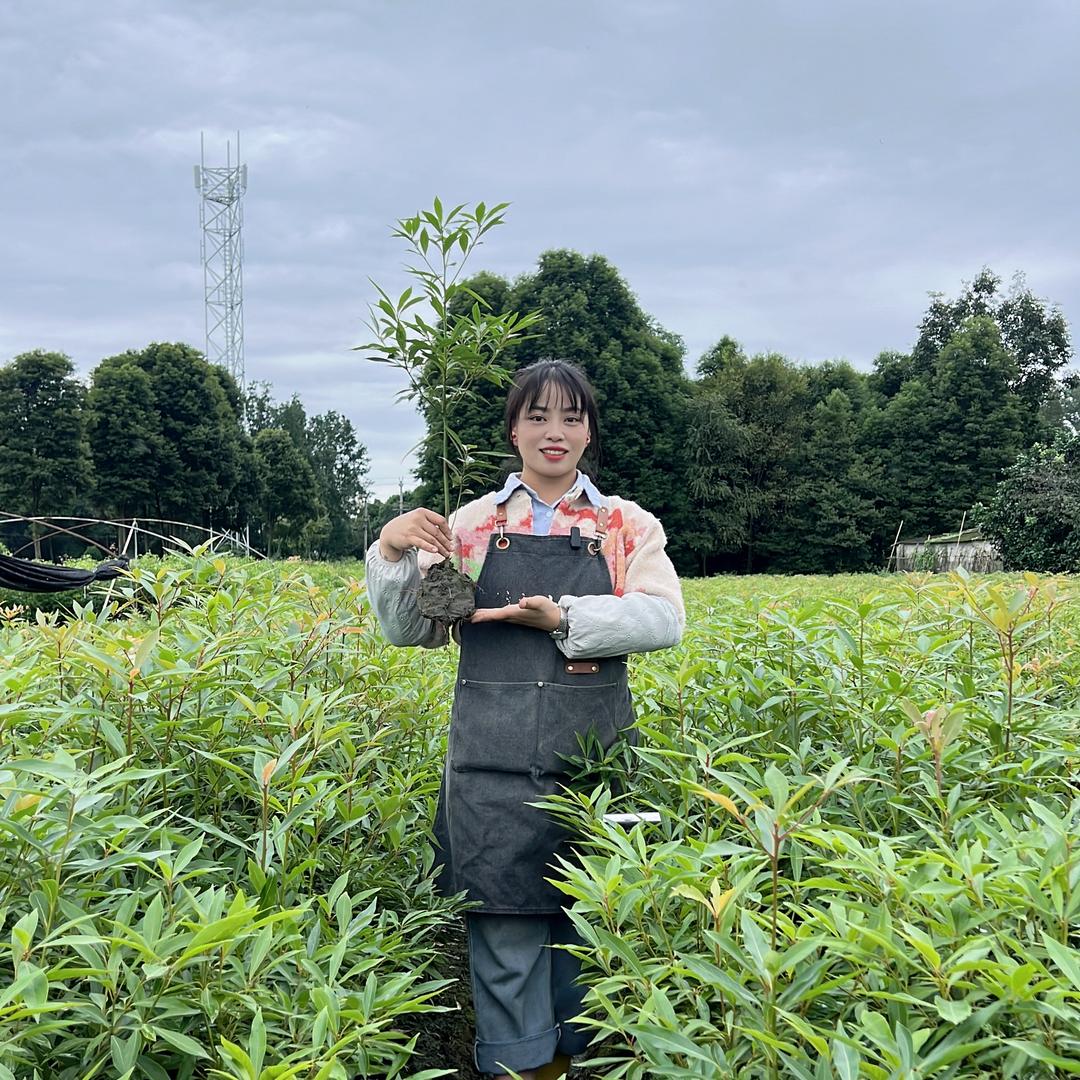 四川芯木苗木基地