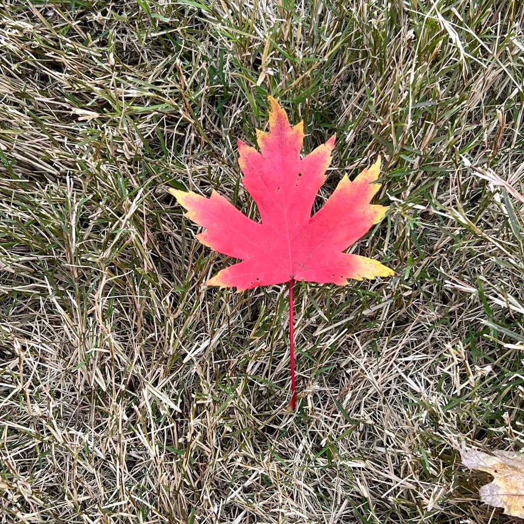 ᙏ̤̫͚  ꪔ̤̮   ꪔ̤̥