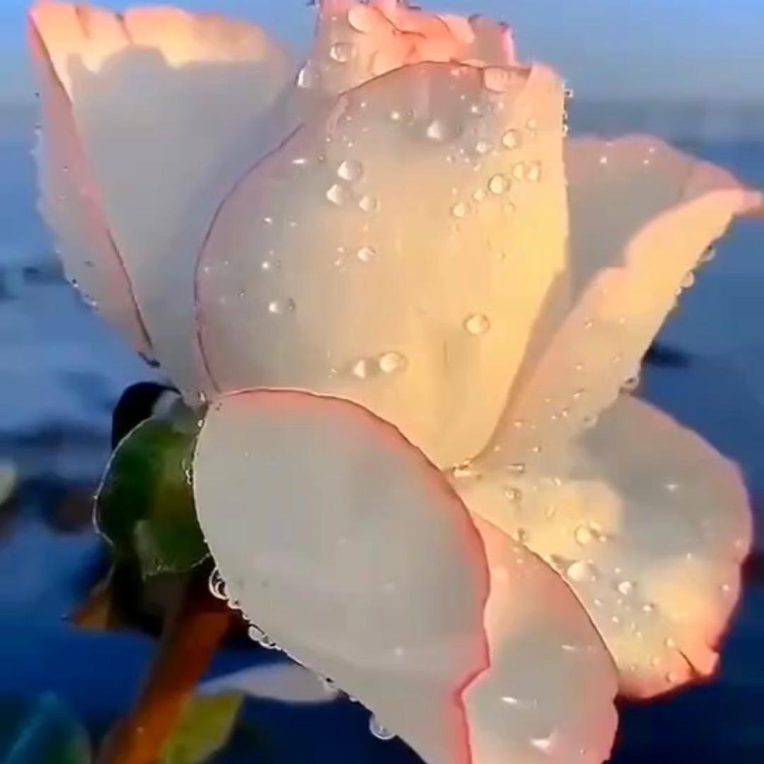 琴子