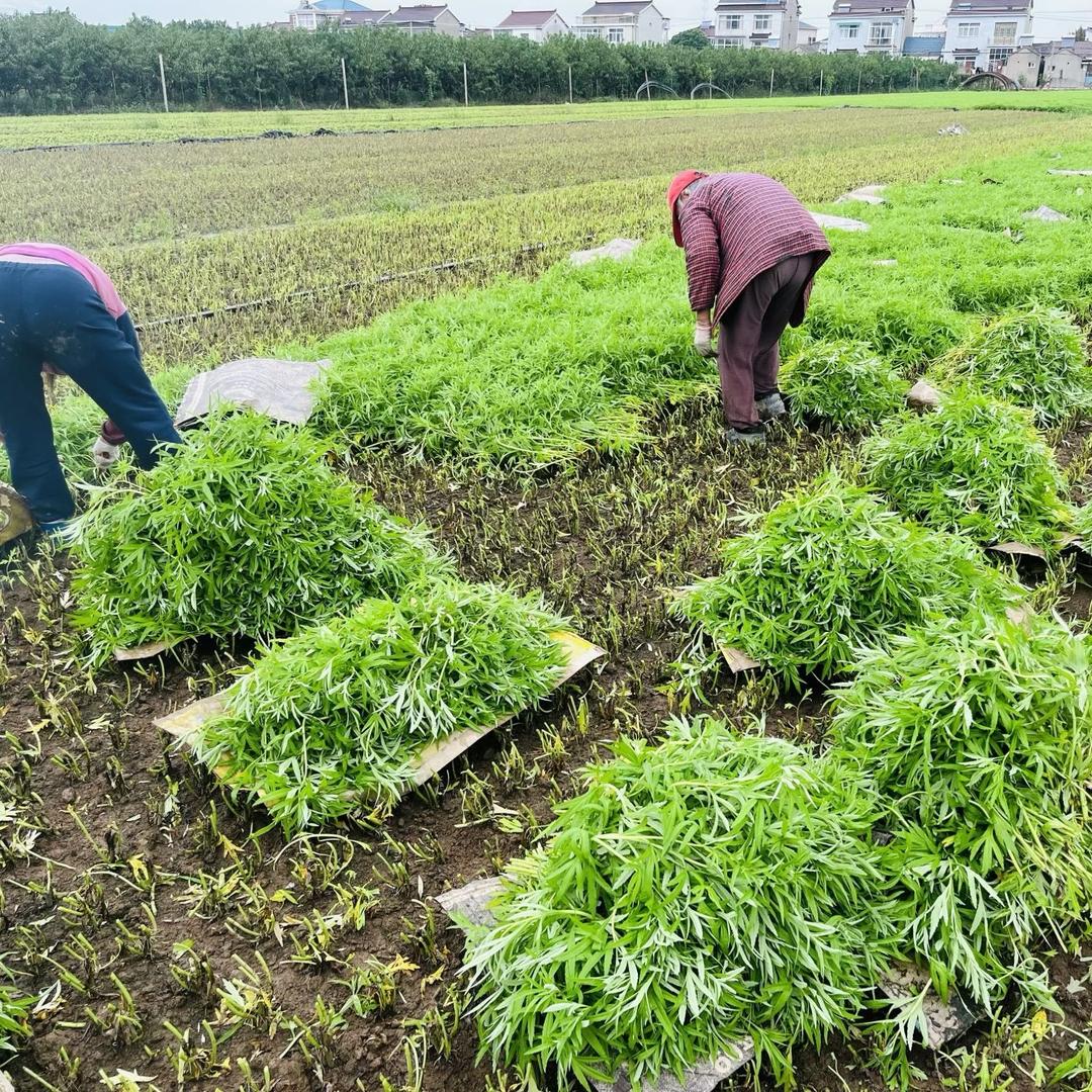 苏北家庭农场