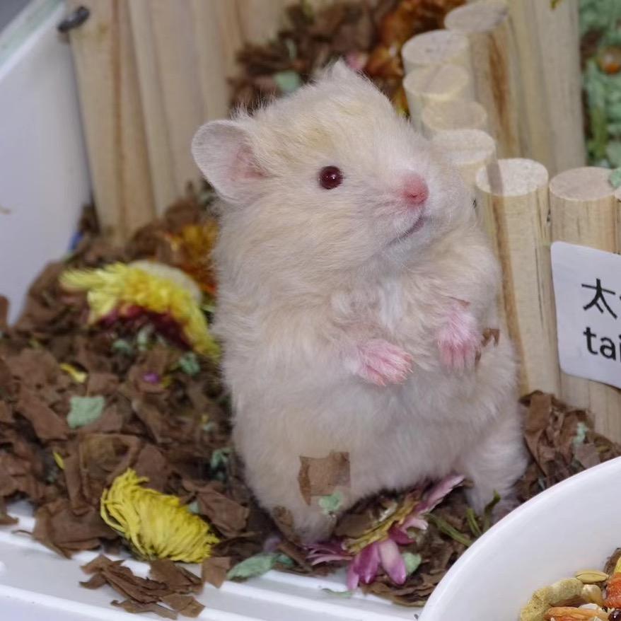 蘑菇熊舍