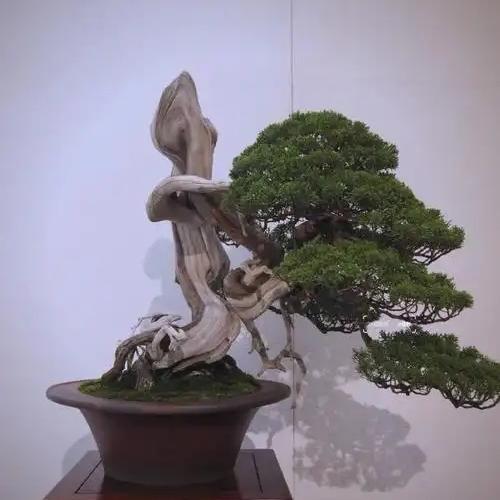 恒悦微盆栽花木精选铺