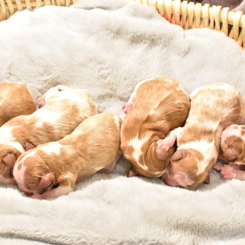 查尔斯王骑士猎犬