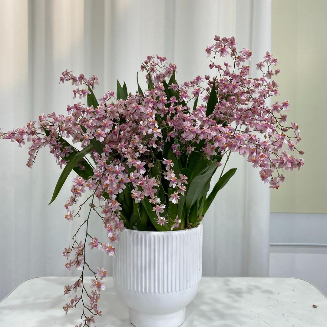 敏润梦香兰源头基地