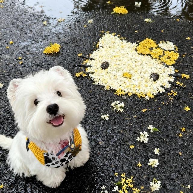 浣熊⛅️