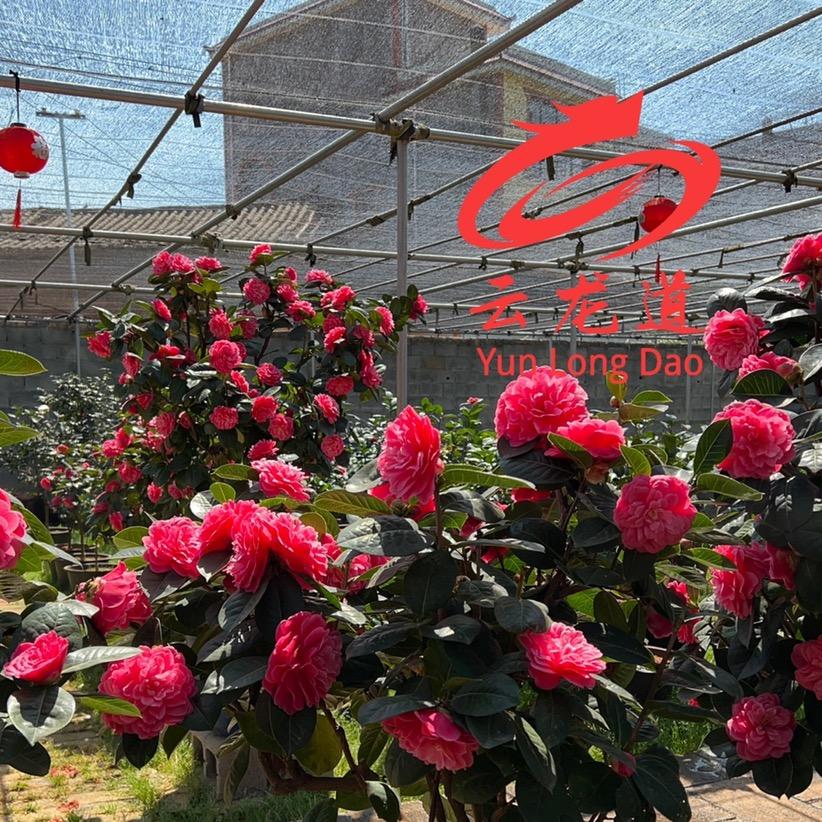 云龙茶花