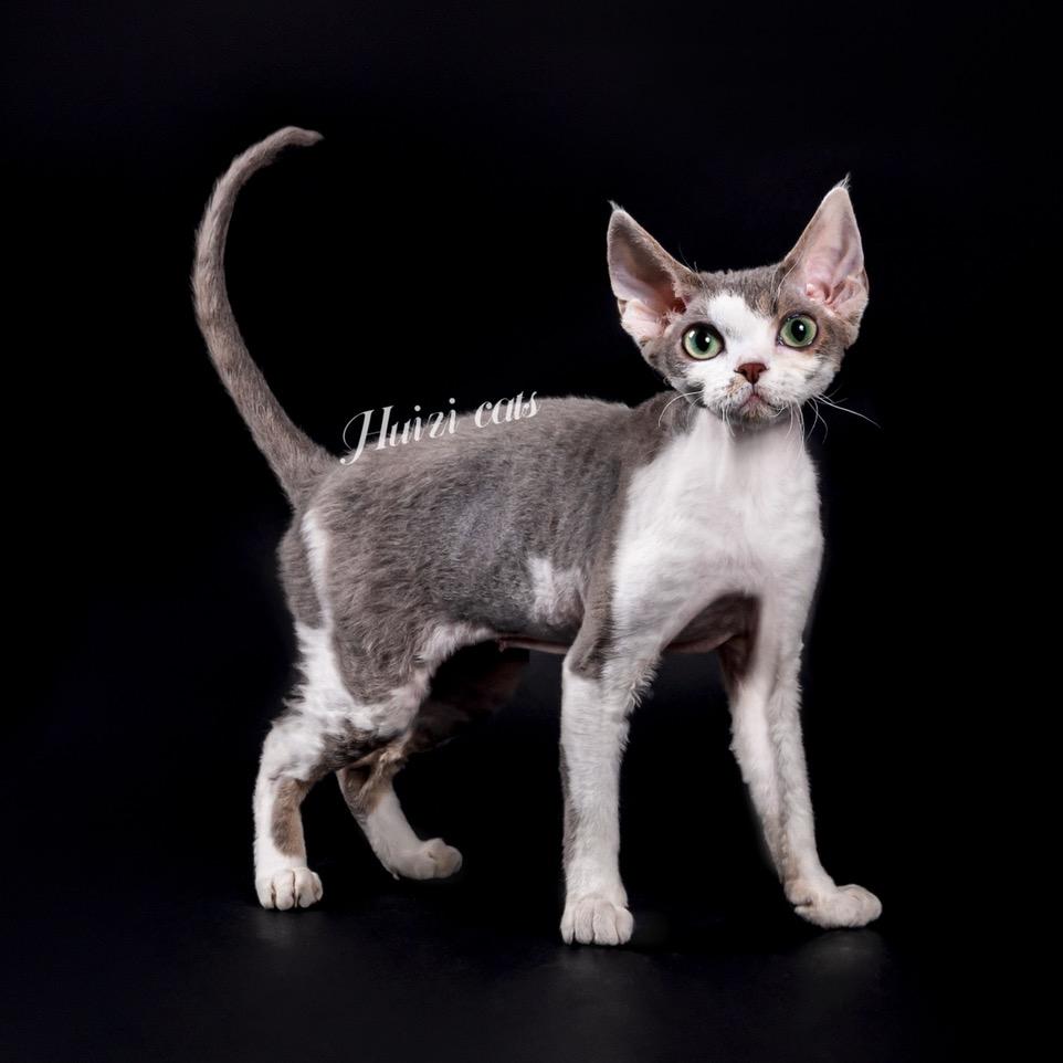 Huizi cats德文猫舍