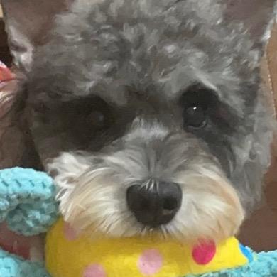 爱睡懒觉的雪纳瑞