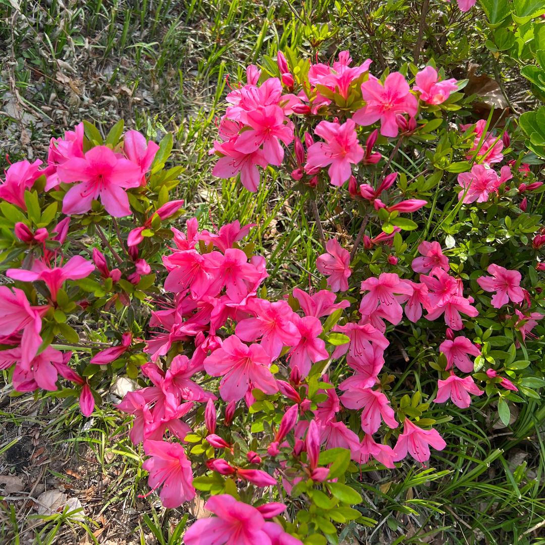 雪中花