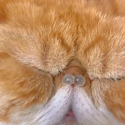 鼻涕猫猫