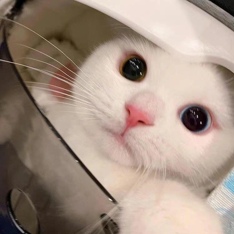 面粉杀手