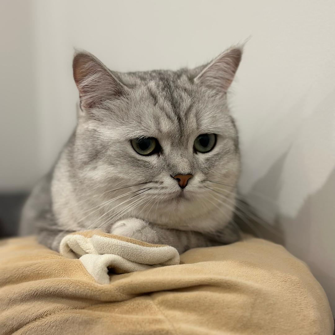 人类佑崽的爸爸