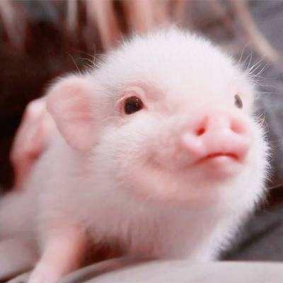 胡汉圈圈🐮
