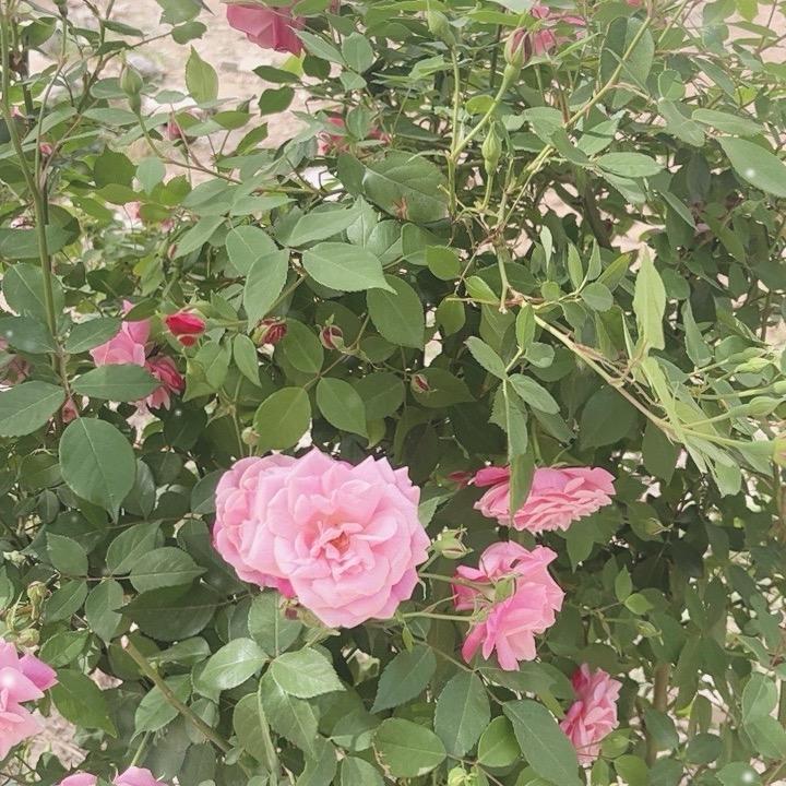 年年丰