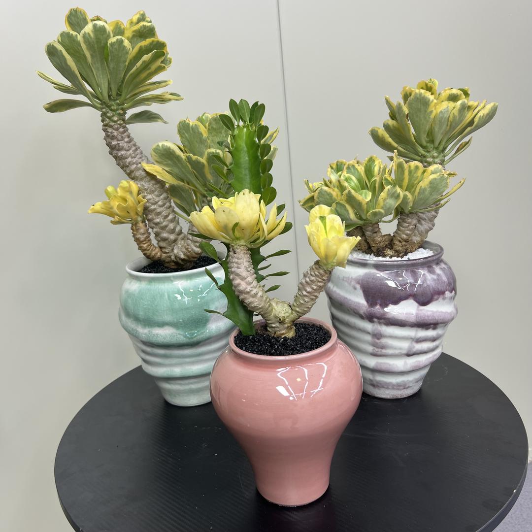 追风花卉