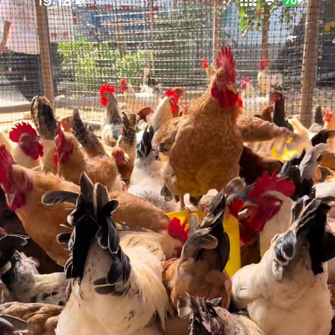 辉哥聊养鸡