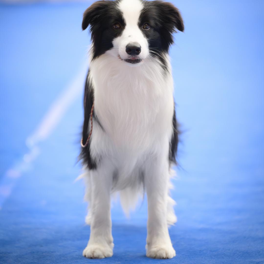 牧斓犬舍-边牧生活馆