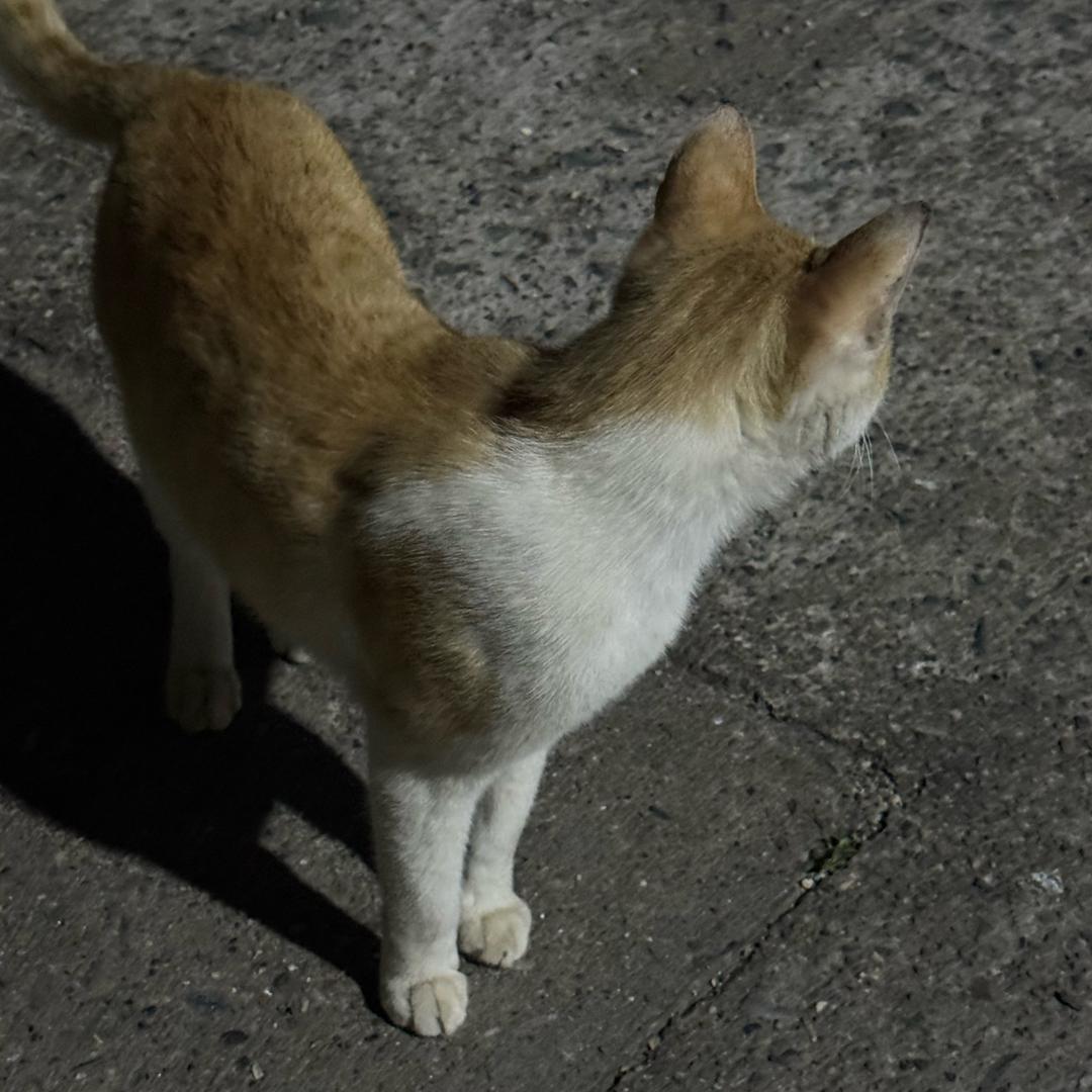 小小马天宇