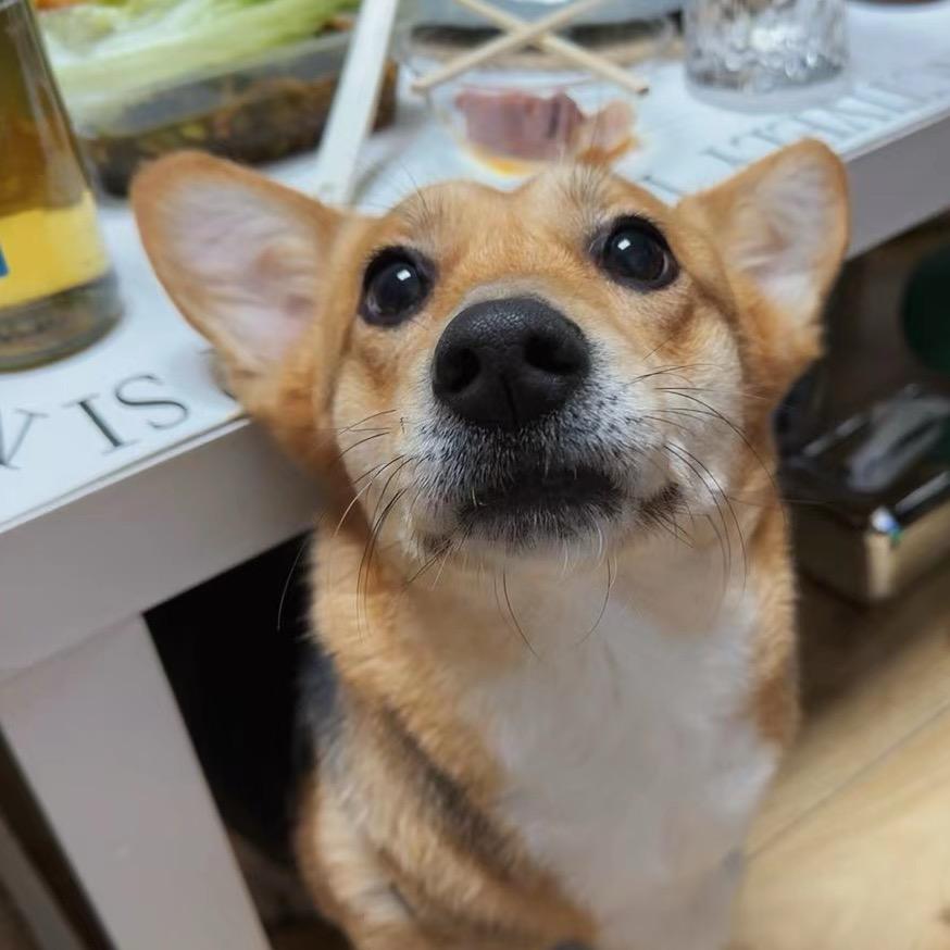 加菲猫