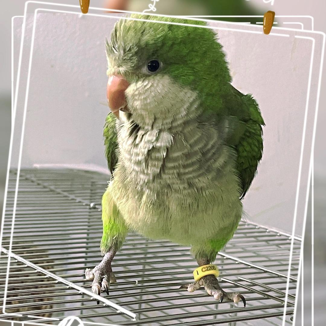 minmin